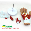 MUSCLE08 (12031) Menschliche Hand Anatomie Muskel 4-Teile Medical Education Model 12031